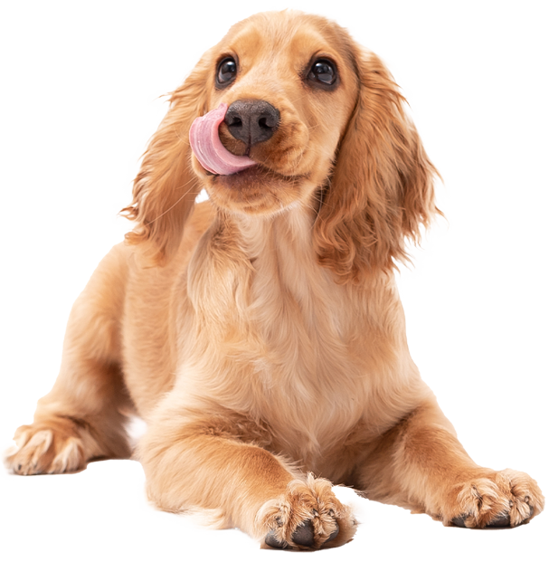 舌なめずりする犬