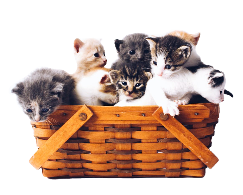 箱に入った子猫たち