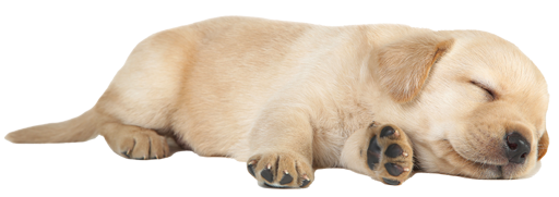 すやすや寝ている犬